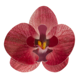 DECORAES DE FOLHAS DE WAFER DEKORA - ORQUDEA BORGONHA