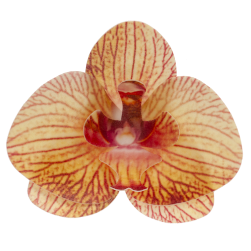 DECORAES DE FOLHAS DE WAFER DEKORA - ORQUDEA AMARELA