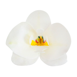 FLORES EM FOLHAS DE WAFER DEKORA - ORQUDEA BRANCA