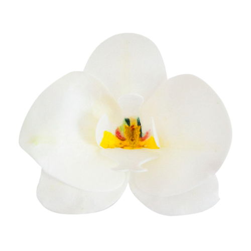 FLORES EM FOLHAS DE WAFER DEKORA - ORQUDEA BRANCA