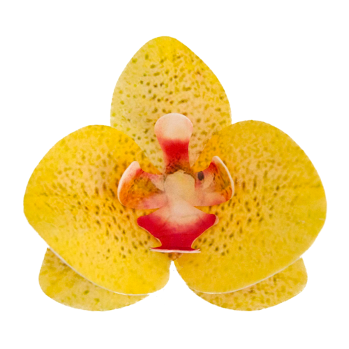 FLORES EM FOLHAS DE WAFER DEKORA - ORQUDEA AMARELO